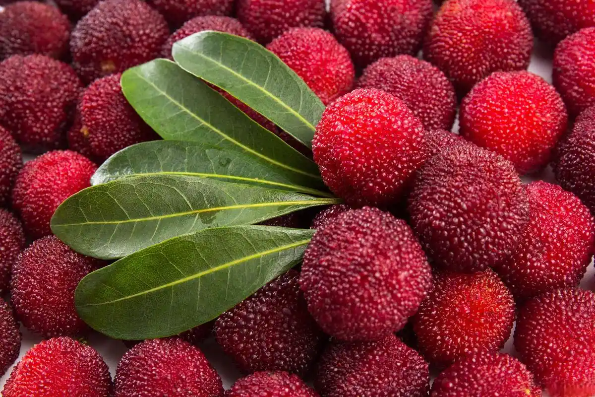 适量食用 孕妇可以吃杨梅,但要适量.