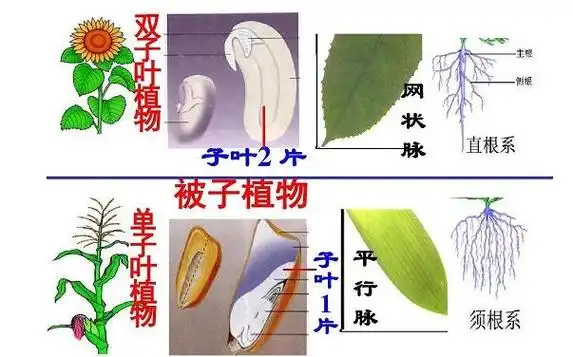 黄豆是单子叶植物还是双子叶植物