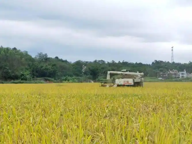 聚焦"百千万工程"|高岗:稻穗飘香秋收忙 复垦水稻收割开镰_三江村