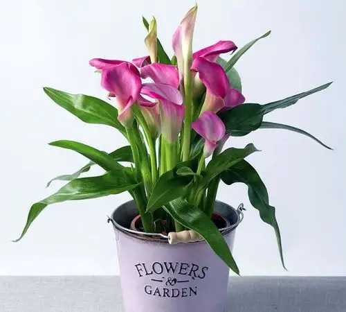 原创圣洁的马蹄莲养护注意这几点养护容易开花好看