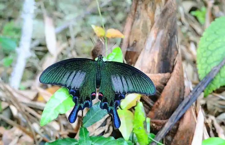 碧凤蝶图片 碧凤蝶高清蝴蝶图片