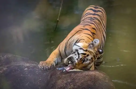 老虎只能抓小型动物吗(真的野生山彪图)-知道啦