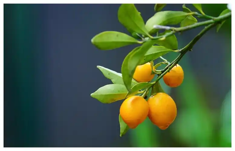 一树的朱红,金桔