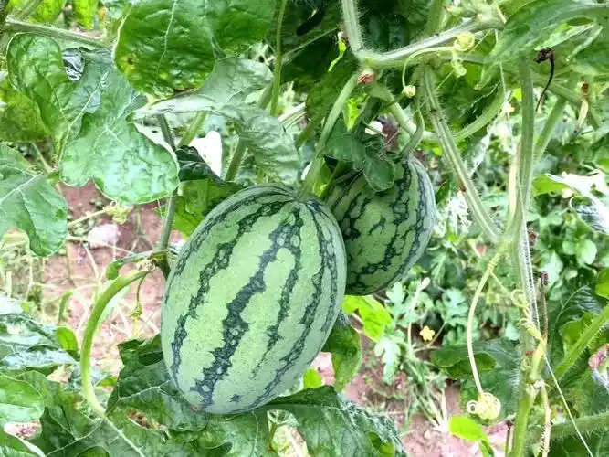 黄皮红瓤,绿皮黄瓤?太平新品种西瓜,瓜甜果靓,周末约起来!