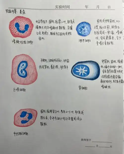 中性粒细胞  #巨噬细胞  #嗜酸性粒细胞  #淋巴细胞#浆细胞  #红蓝