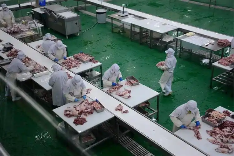 环县肉羊屠宰加工实现现代化