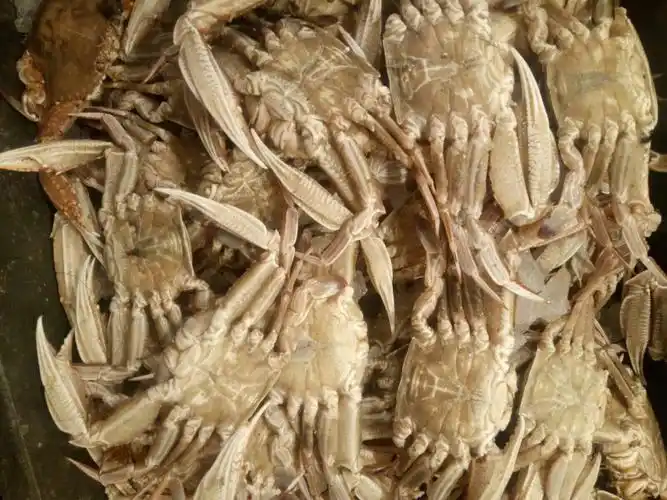 台湾浅湾特有产品