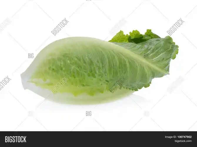 green cos lettuce isolated on white background.