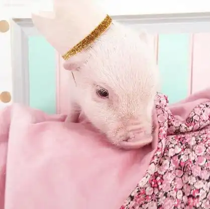 粉红小猪猪 - 就要做一只粉红粉红的小公主 67_猪表情-发表情