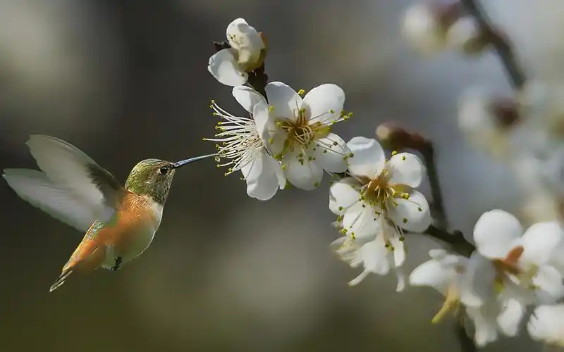 唯美意境,梅花,春天,唯美,电脑壁纸,壁纸早春的白梅唯美图片壁纸