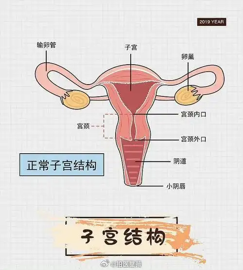 人流后支离破碎的子宫