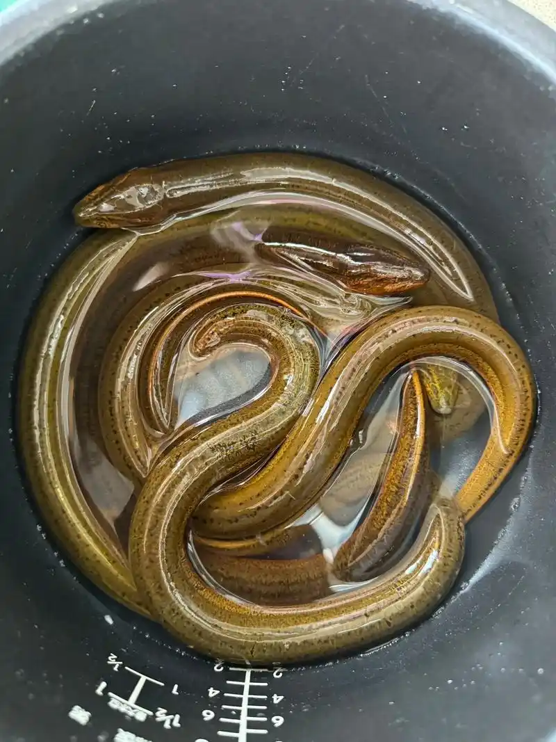 有种心灵感应那是亲姐妹之间的,昨天傍晚还想着买几条黄鳝给我家娃吃