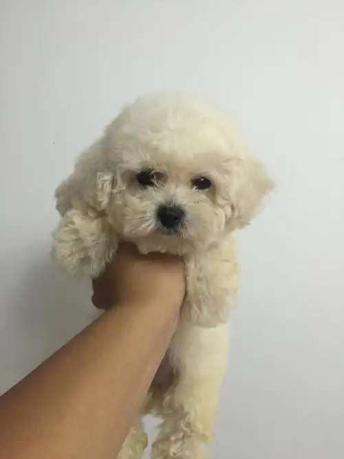 家里可爱的小比熊.不萌打我 不准打脸