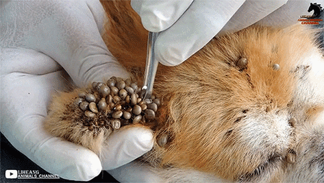 这些吸血虫竟然有点可爱呕呕呕