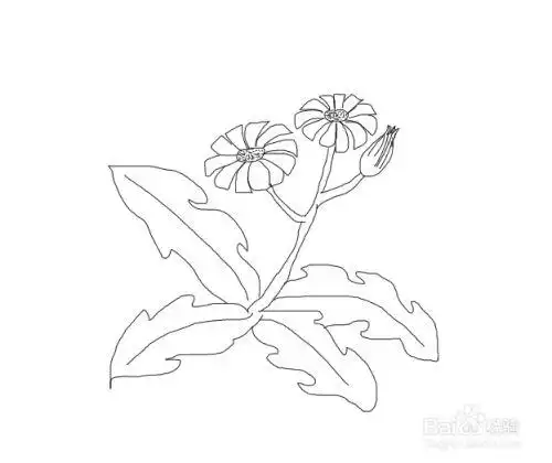 苦菜怎么画简单又好看