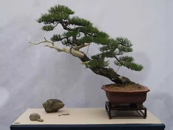 沧海桑田,曲曲折折,颇具刚直挺拔性格的黑松盆景