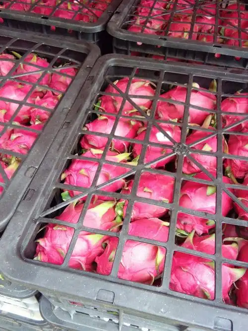 [红肉火龙果-美龙1号批发]红肉火龙果-美龙1号 中(5-7两)价格2.