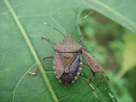 茶翅蝽属于半翅目蝽科.俗称"臭板虫""梨蝽象".