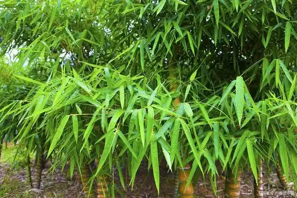 凤尾竹施什么肥?