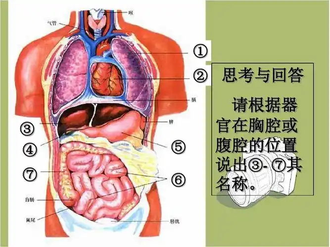 1.4 人体的结构层次 课件