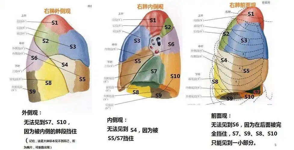 高清直观:胸片分叶,分段图.原创经典!