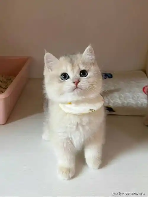 北京买英短蓝金猫首页网站(北京朝阳区)买英短蓝金猫的地方