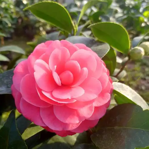 红玉茶花花苗盆栽山茶花花苞罕见品种植物绿植时令草本花卉