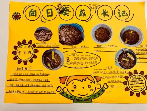 双中实验校附小一年级8班植物成长记
