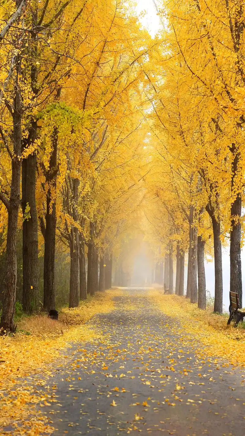 闪闪壁纸来了  一年四季,四个冬季#抖音图文来了 #花 #手 - 抖音