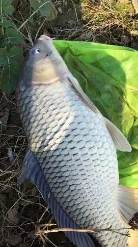 钓  场: 野河 饵  料:      鱼  种: 鲤鱼 线  组: 1.0主0.