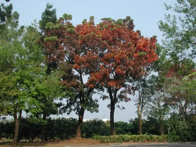 大叶桃花心木 | 相簿分类 | 黑胡桃网路阁