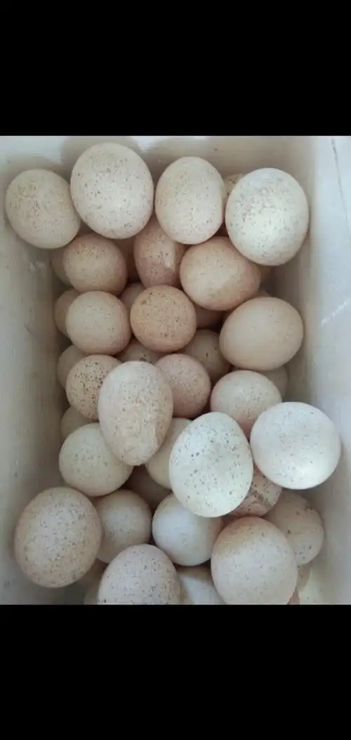 现在母火鸡下蛋可以出售了 ,能发快递了,100个火鸡种蛋最少 能保百分