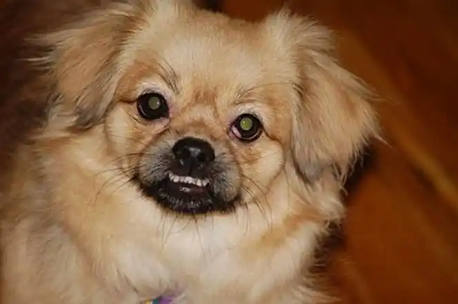7119516" data-lemmaid="7119516">西藏猎犬 /a>(tibetan spaniel)