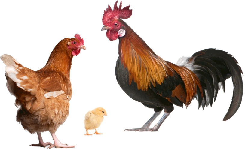 公鸡母鸡小鸡动物素材图片