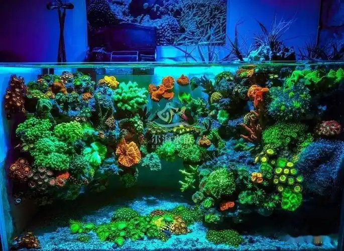 揭秘悬浮景海水缸的变化过程