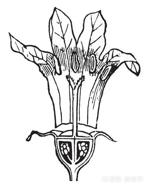 这幅画展示了蓝花茎高每茎一朵花它生长在潮湿的酸性