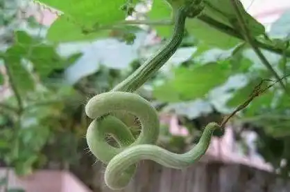 蛇瓜果实当中含有丰富的碳水化合物,维生素和矿物质,对人体健康十分有