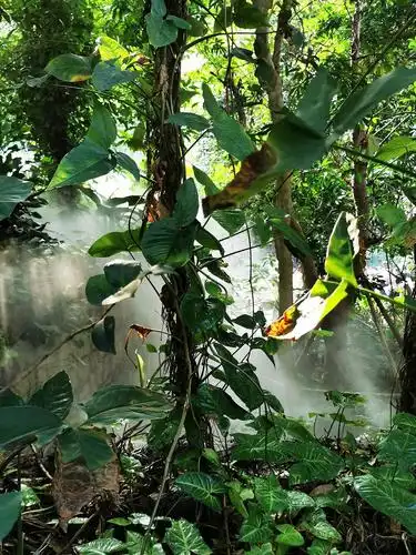 热带雨林植物