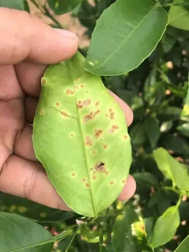 柑橘管理 | 一图看懂柑橘9月份管理要点_防治