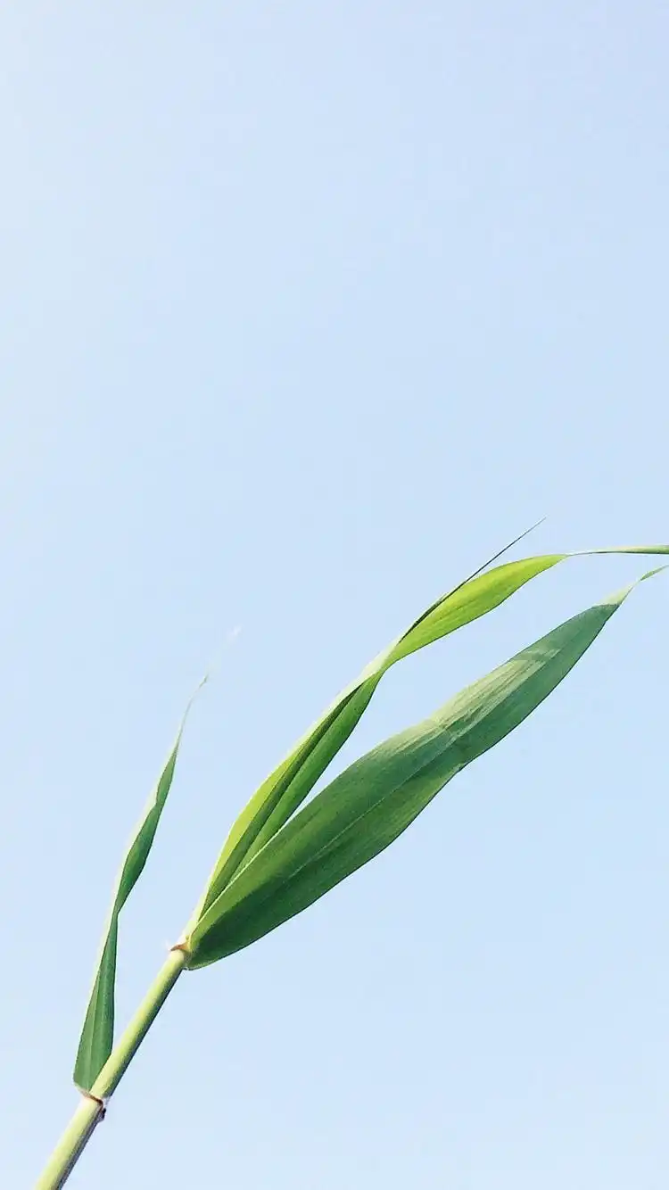 夏日唯美小清新植物图片iphone6壁纸下载