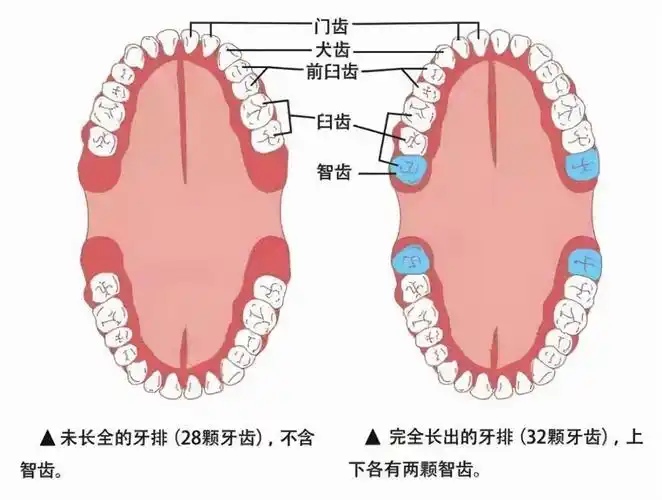 有多少牙齿拔智齿多少钱一颗2021价格表