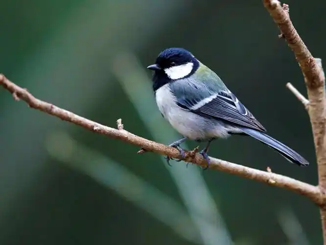 尖黑嘴灰色的羽毛个子很小叫声好听的什么鸟