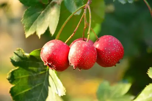 还花钱整什么容冬天只用吃这些水果就让你越变越美