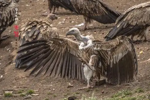 猛禽系列之秃鹫