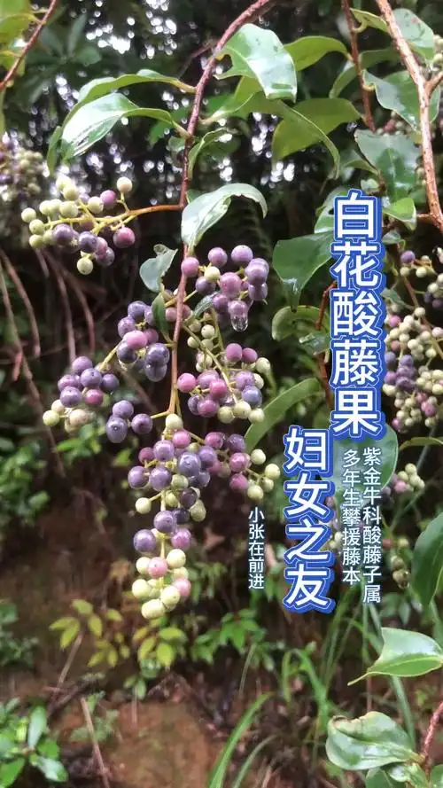 白花酸藤果别名"逼拍果",枪子果,"调经藤",称为妇女之友