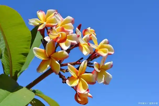 如何在家中种植高贵洁白的鸡蛋花