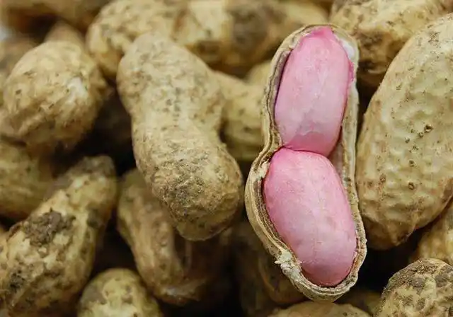 艰深!花生米的营养价值"鸾鸣凤奏"-第1张图片-西卡博客