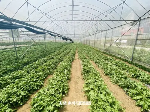 玉顶村的冰菜种植大棚(黄瑶 摄)