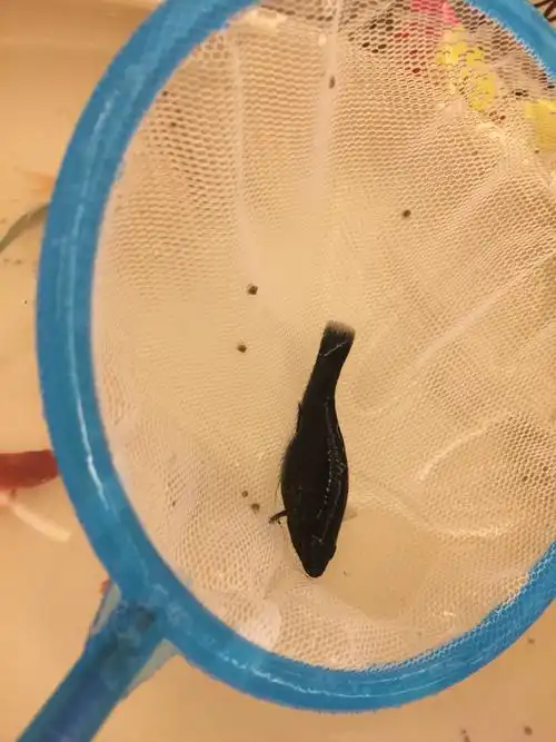 能帮我看一下这条黑玛丽怀孕了吗,pp上好像有白点