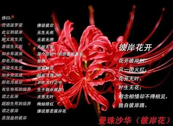彼岸花: 开一千年, 落一千年,美醉了!